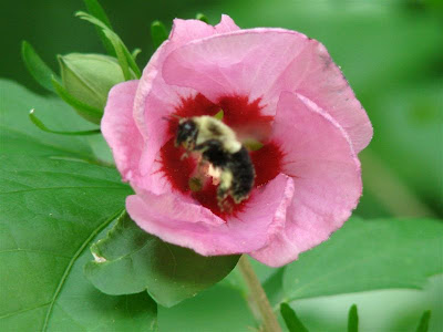 worker bee
