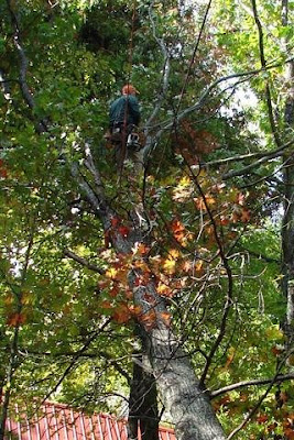 monkey in the tree