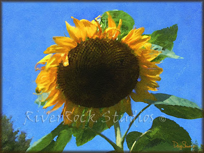 Sunflower by Doug Shiver