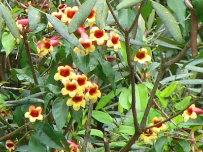 flora