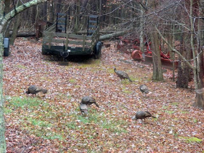 working with turkeys