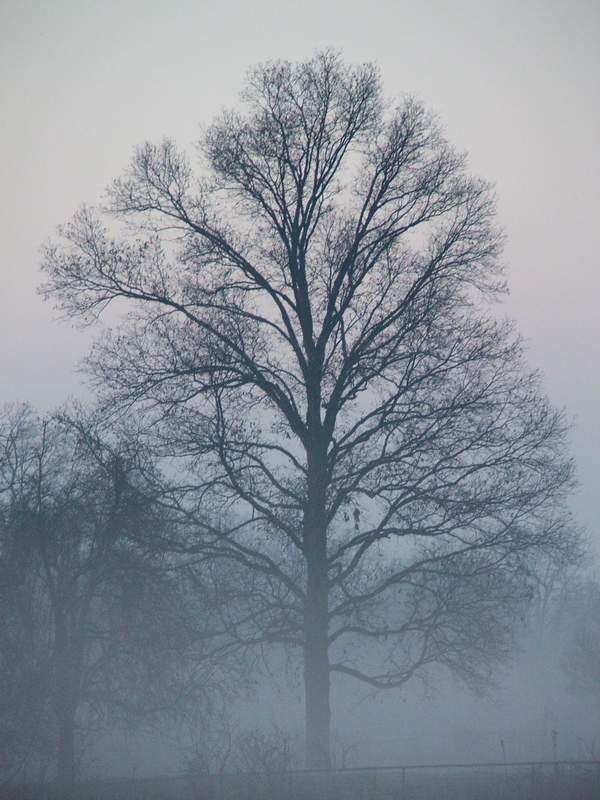 [fog+tree+portrait+4.JPG]