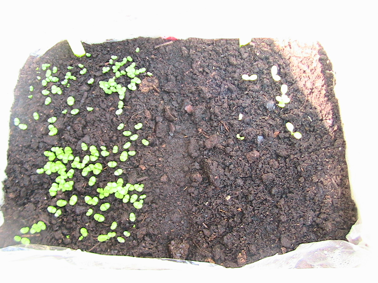 [basilicum+en+kropsla.JPG]