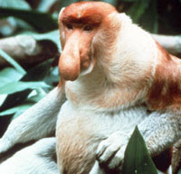 6 – Proboscis Monkey