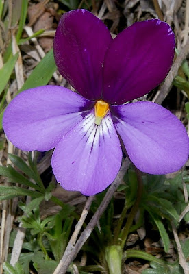birdfoot violet