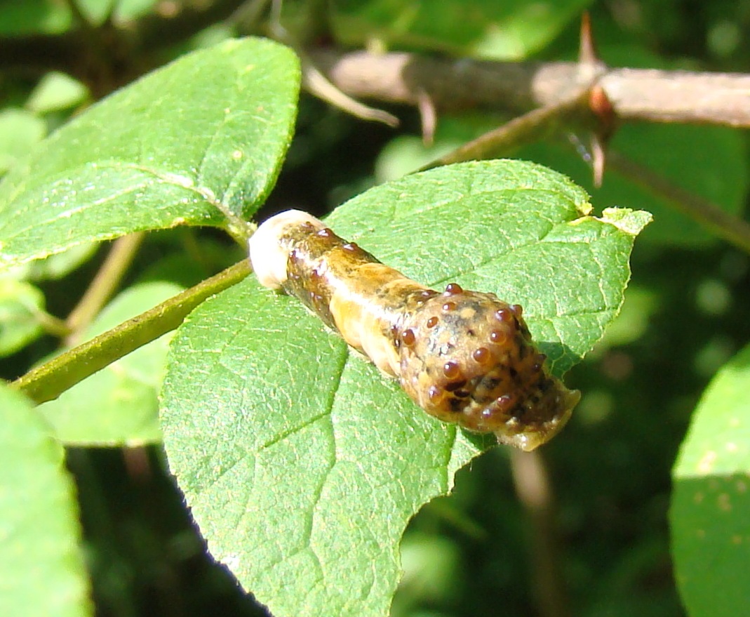 Weedpicker�s Journal Botany Quiz and a Bonus