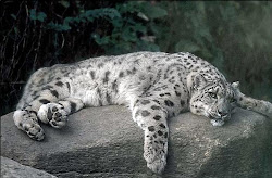 Lazy Snow Leopard