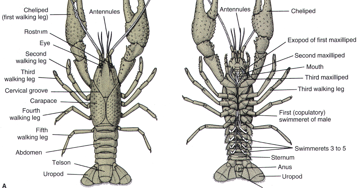 invertebrates the crayfish Zoology: invertebrates crayfish crayfish or crawfish, freshwater crustacean smaller than but structurally very similar to its marine relative the lobster . invertebrates the crayfish Zoology: invertebrates crayfish crayfish or crawfish, freshwater crustacean smaller than but structurally very similar to its marine relative the lobster .