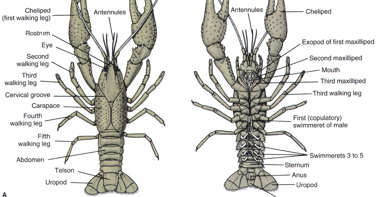 FPS Addict: Invertebrates/Description of Crayfish/Clam/Starfish/Squid