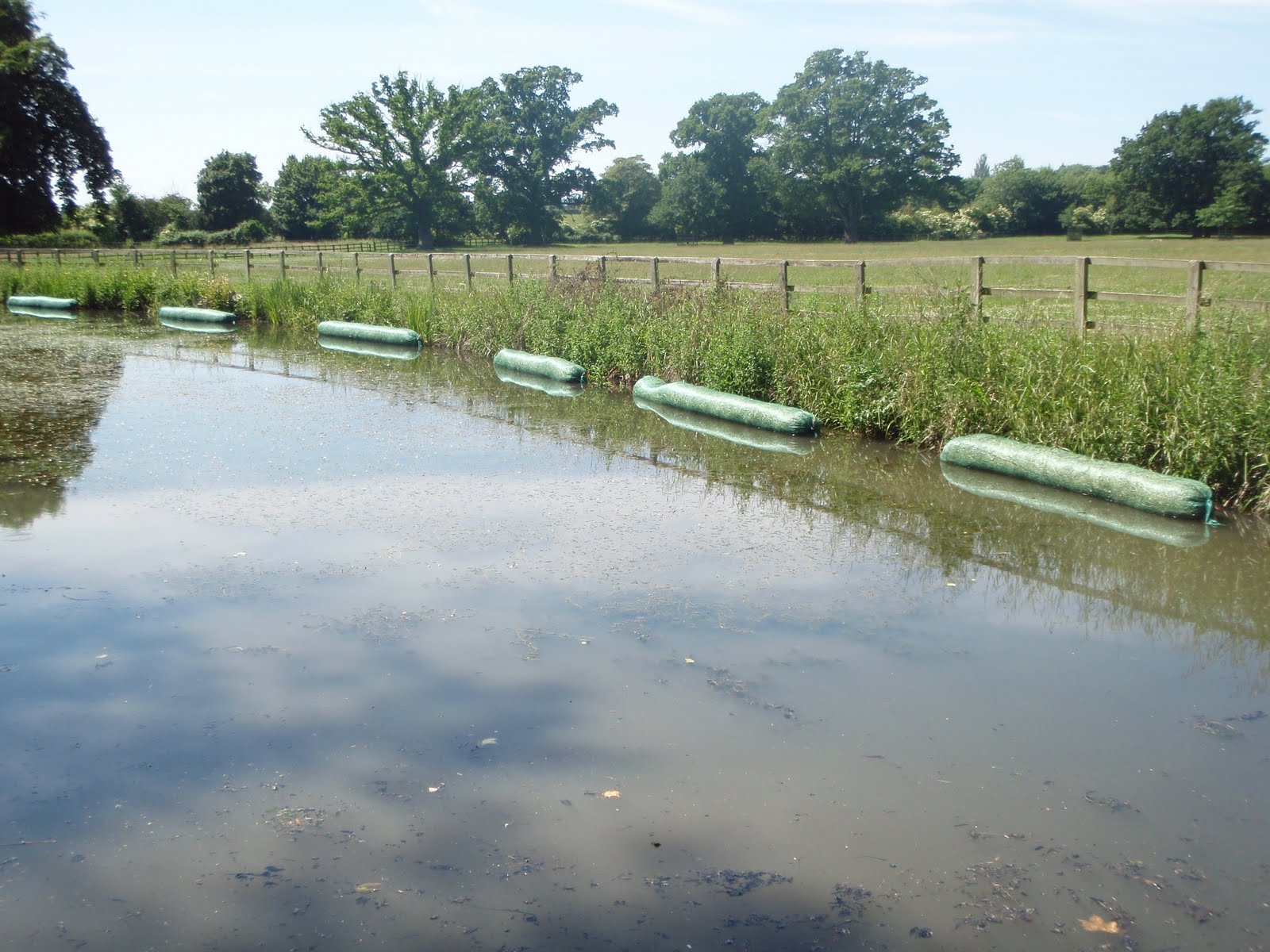koi-pond-barley-straw.jpg