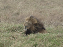 6 yards away from MALE LION!! at Ngorongoro