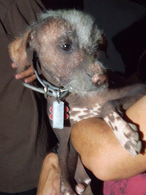 Mexican Aztec Dog