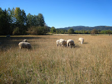 Contentedly grazing