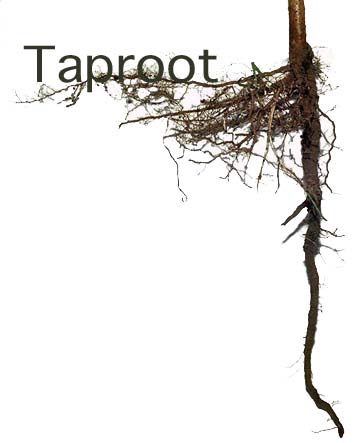 Taproot