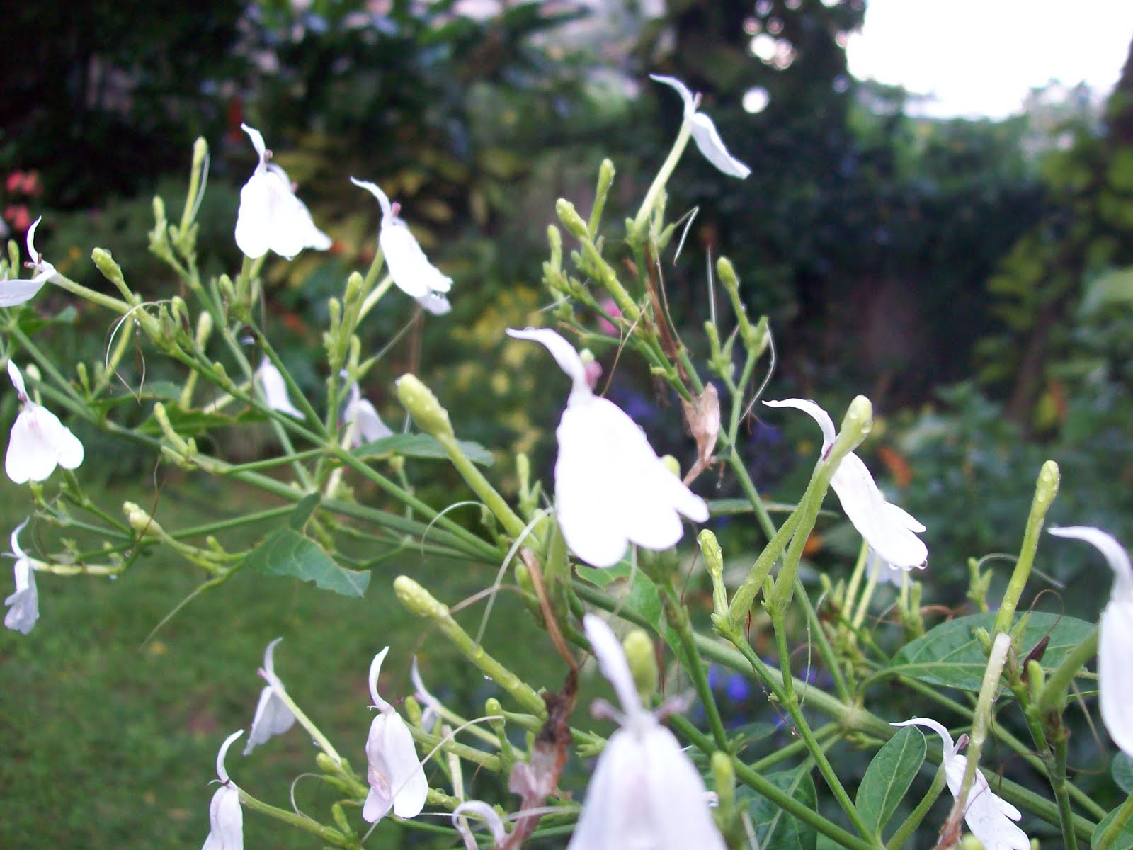 gardentropics Friday's Flowers