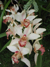Orchid Blossom