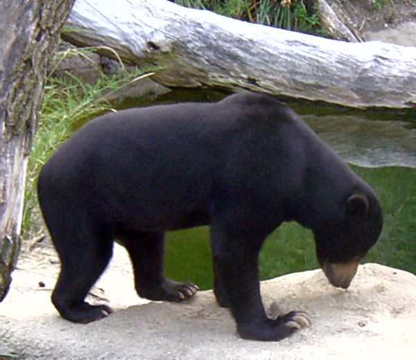 O Grande Urso - 10 de Fevereiro de 2011