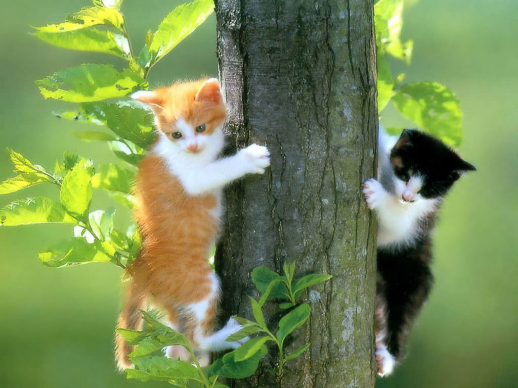 http://4.bp.blogspot.com/_QENbtK1dtcI/TQoF5lY9X_I/AAAAAAAAAFE/0kpG6A6veEg/s1600/kucing.jpg