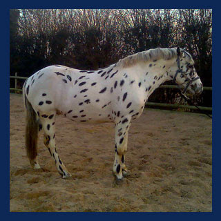 Konie....: grudnia 2007