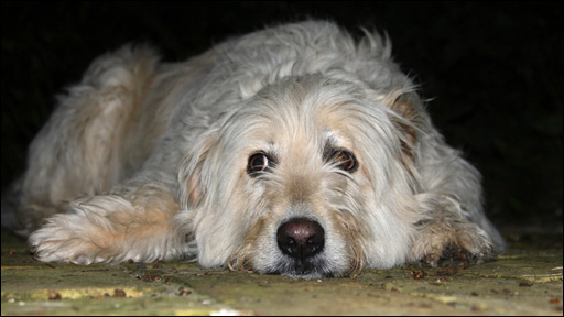 [dog]