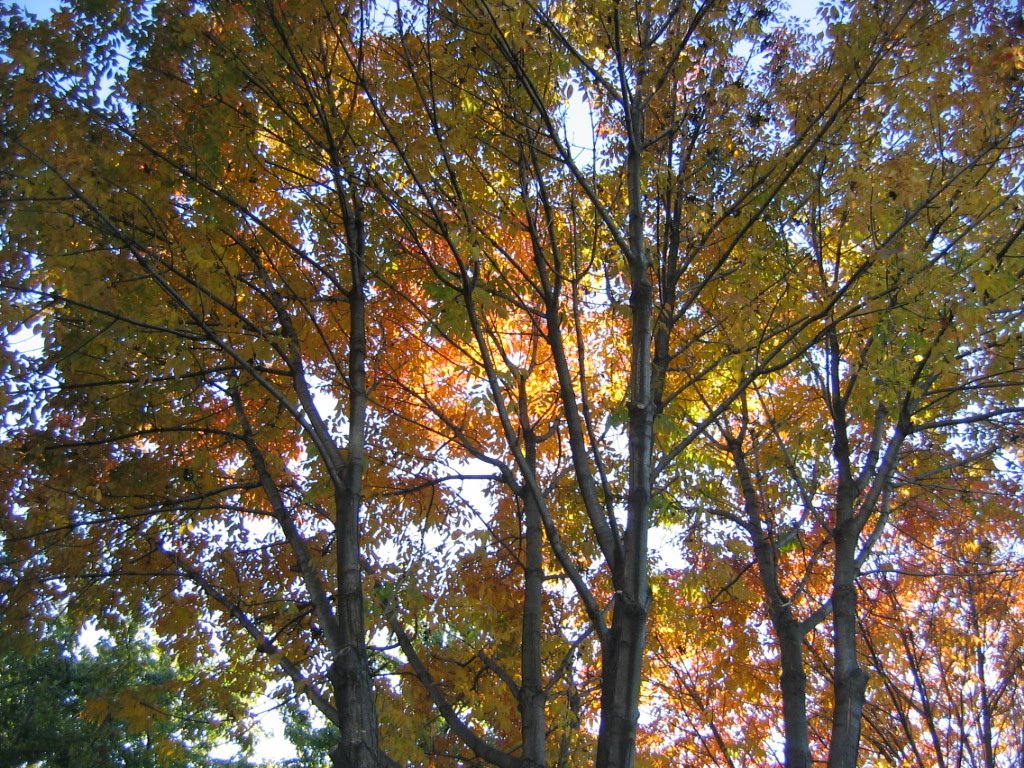 [fall+colors+1.JPG]