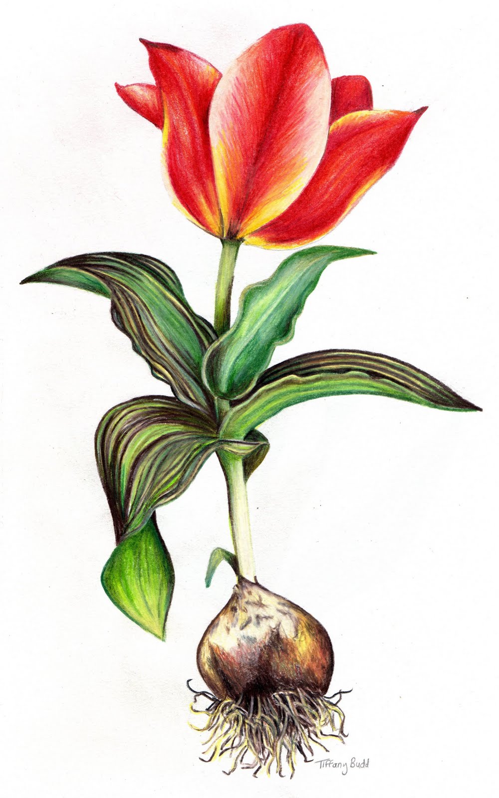 botanical drawing tulip