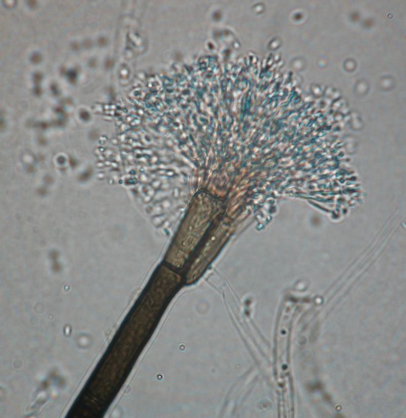 [Leptographium+head.jpg]