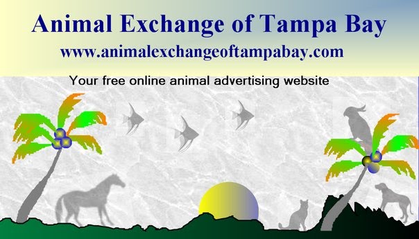 Animal Exchange of Tampa Bay