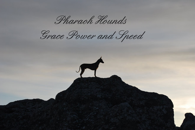 Pharaoh Hounds