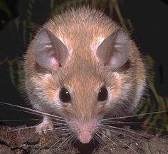 [rato.JPG]