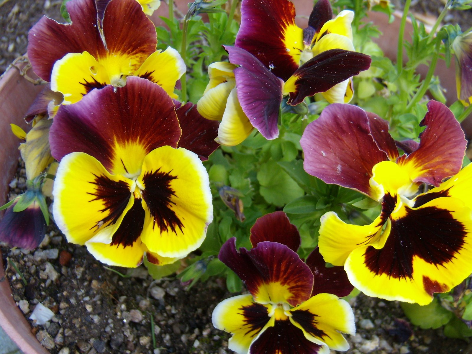 [amoresperfeitos.JPG]