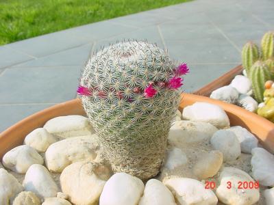 [cactus4.JPG]