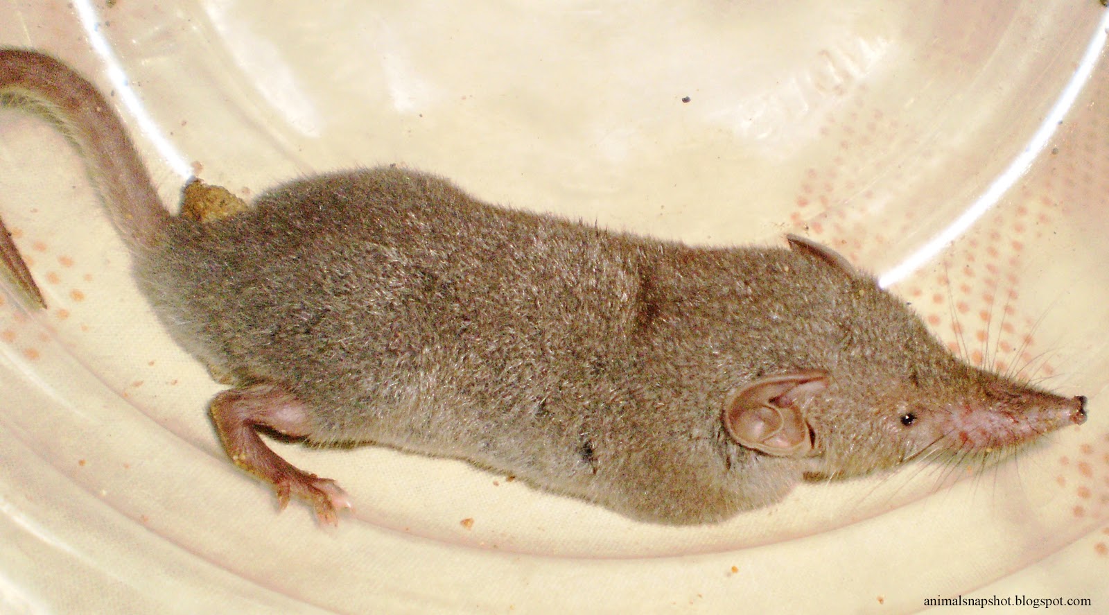 Suncus Murinus