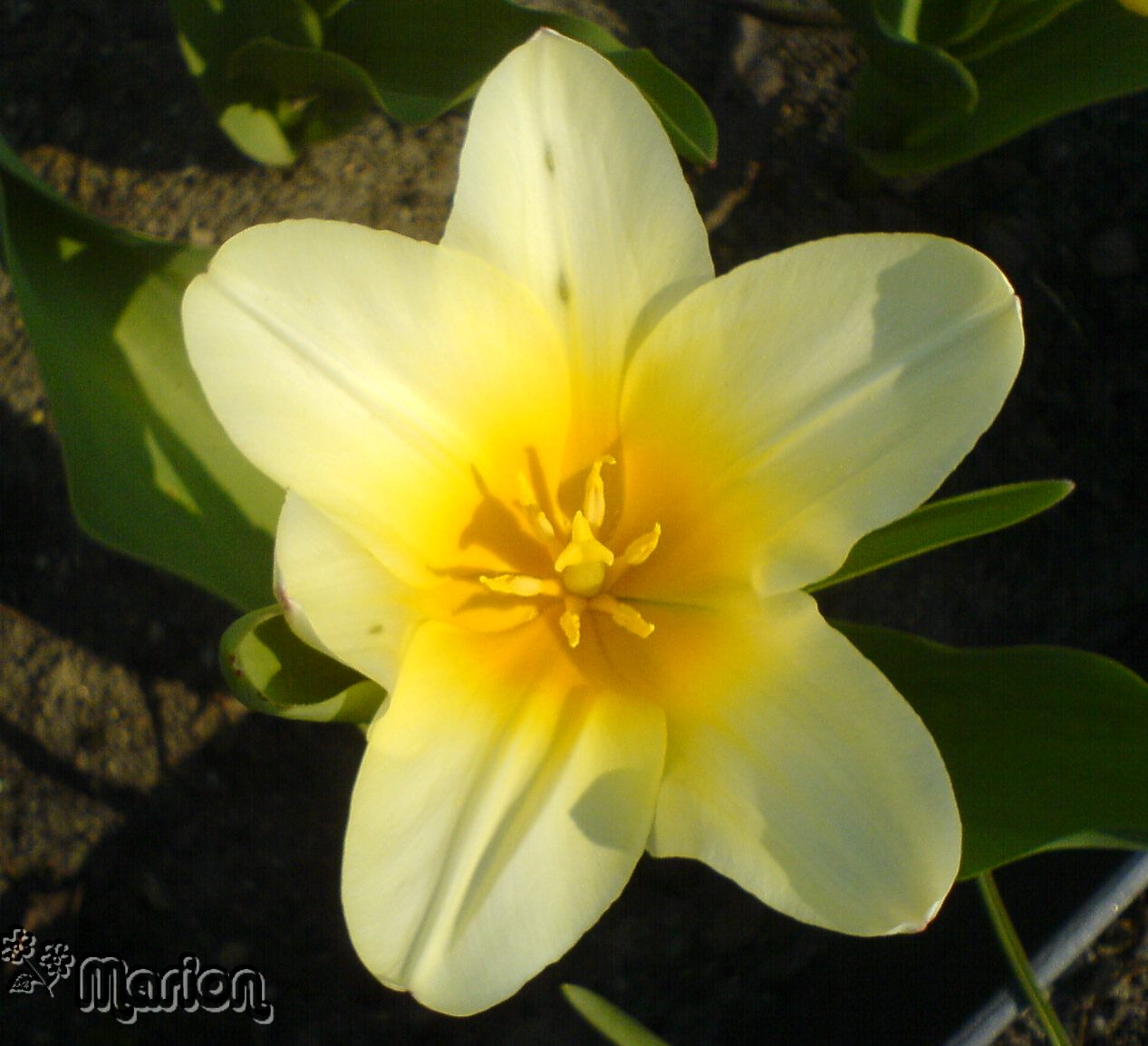 [Tulpe.jpg]