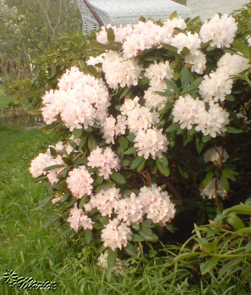 [Rhododendron.jpg]