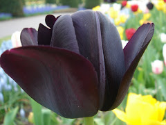 Чёрный тюльпан сада Кёкенхоф