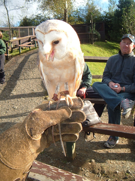 Barn Owl