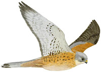 Ejemplar en vuelo