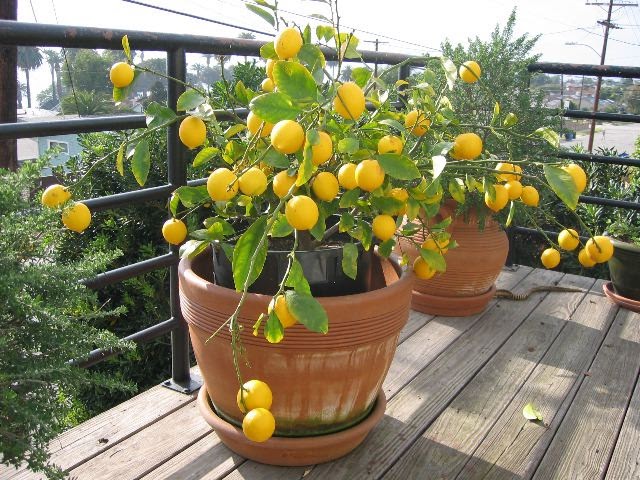 Il bergamotto è un agrume appartenente al genere Citrus, un albero che raggiunge un'altezza di circa tre metri e produce piccoli fiori bianchi molto profumati