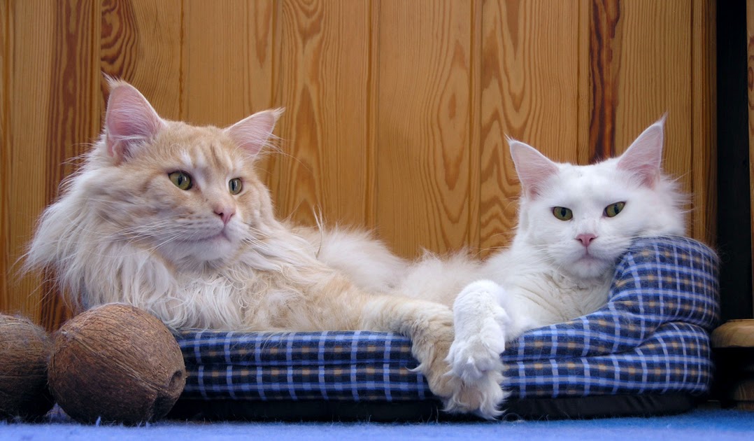 Maine Coon Cat Videos Maine Coon Hunters Moon PL