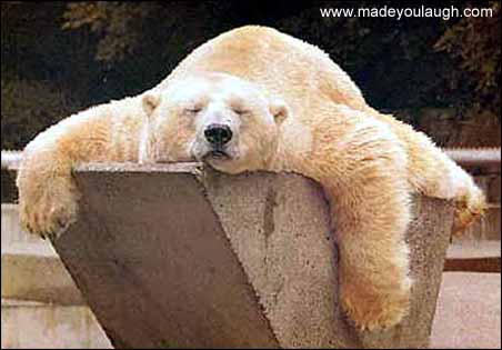 [tired_bear.jpg]
