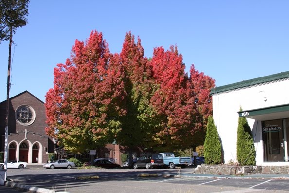 [Eugene_Oregon_Trees.jpg]