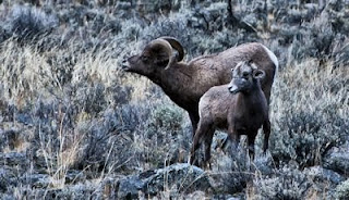 Rocky Mountain Big Horn Sheep, British Columbia, Canada, top sights in British Columiba