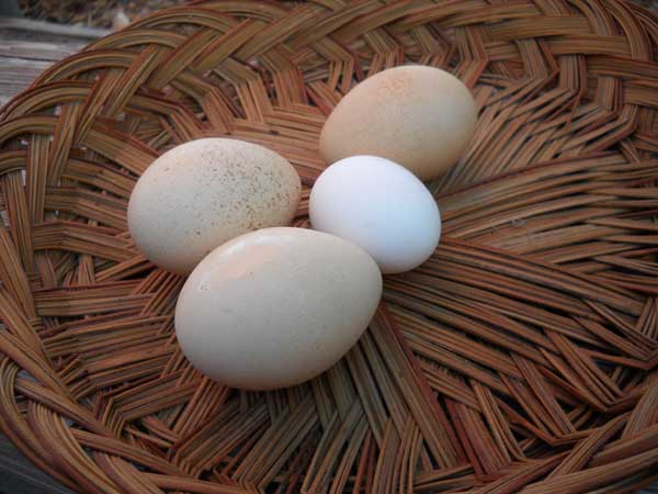 Peacock Eggs