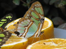mariposa y naranja