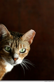 Cat Ear Tipping