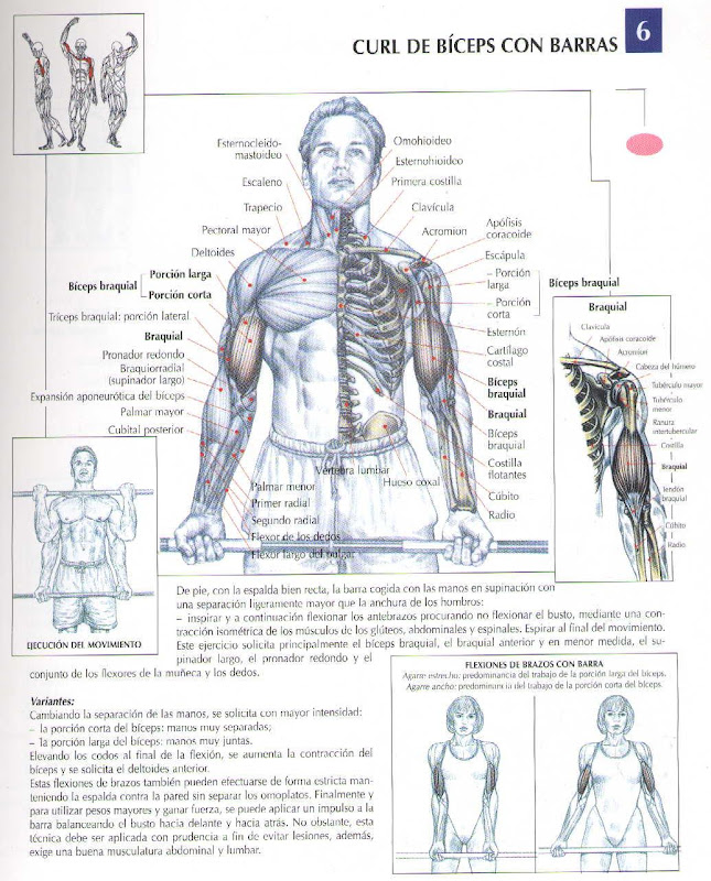 Trabajo sobre los musculos muy completo, espere proxima edicion con title=