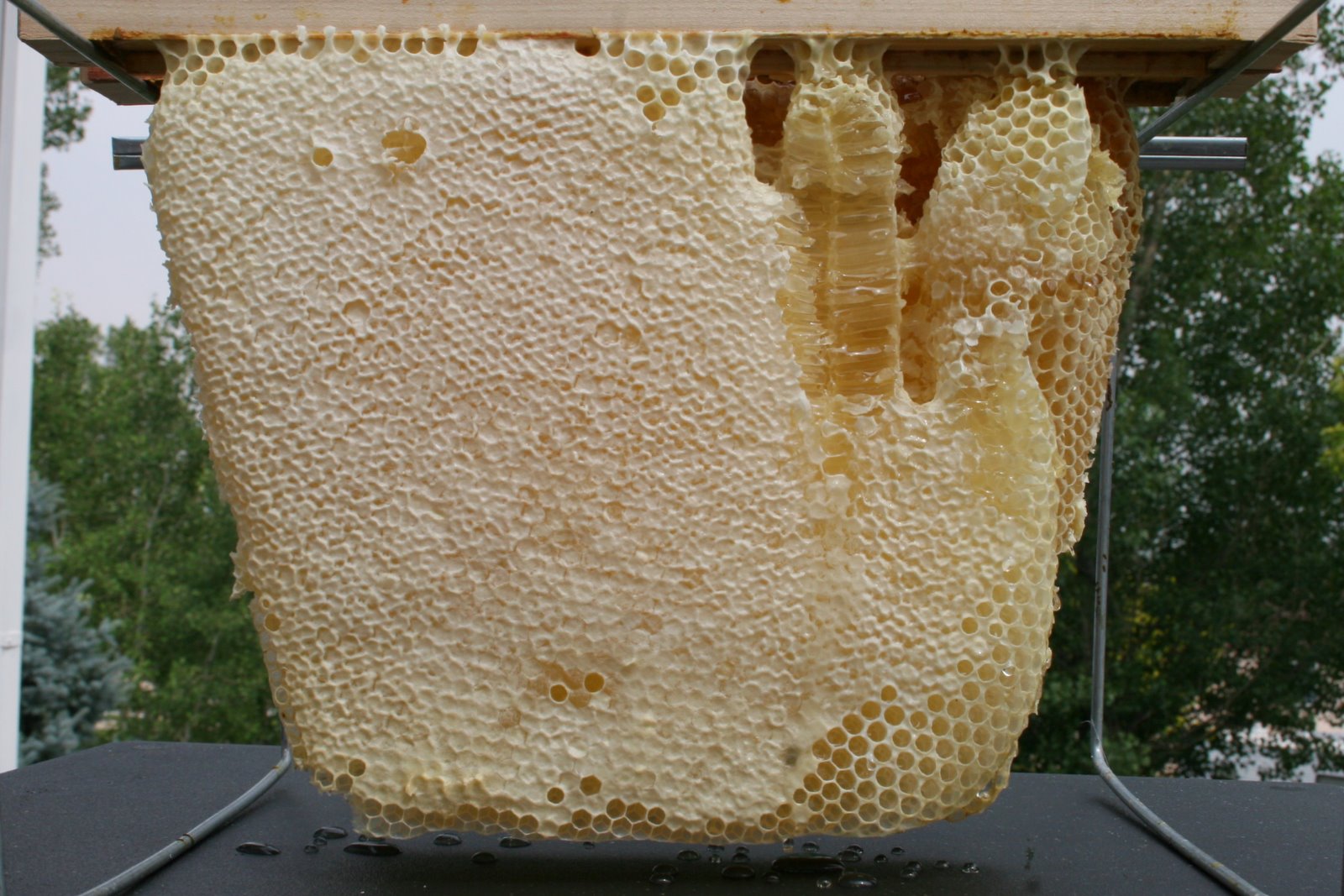 Backyard Bee Hive Blog Super Wonky