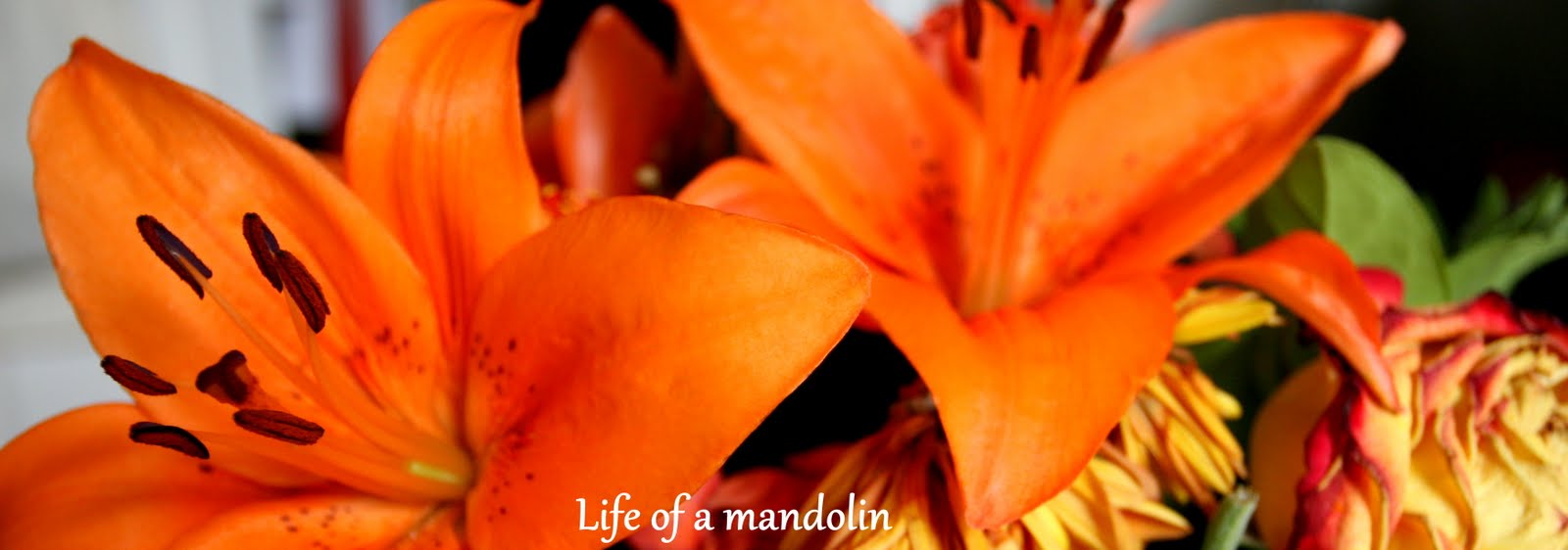 Life of a mandolin