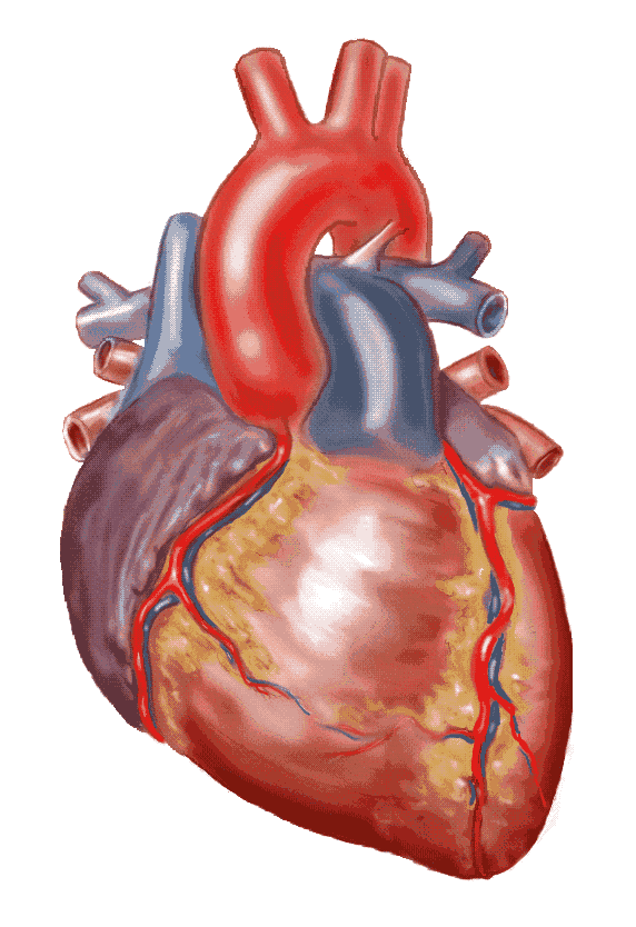 circulatory system functions. circulatory system functions. circulatory system functions.